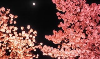 夜桜デートの楽しみ方