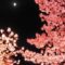 夜桜デートの楽しみ方